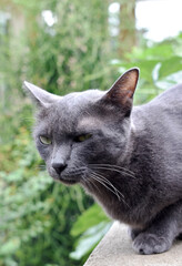 A cute black cat with yellow eyes on a white brick wall near the forest park. 