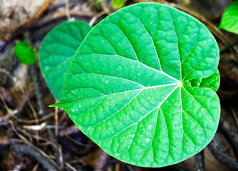 Heart-leaved moonseed (Tinospora crispa), with green heart-shaped leaves on a blurred background, is an herb to control blood pressure and diabetes. 