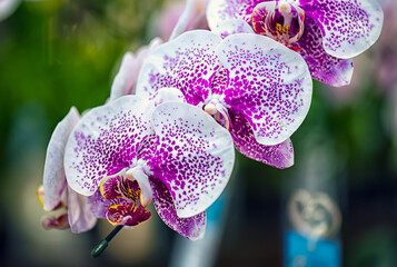 close up Vanda Orchid flower