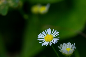 ヒメジョオンの花