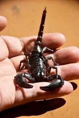 A large black scorpion was injured and lay in the vet's hand on a blurred background. 