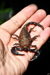 A large black scorpion was injured and lay in the vet's hand on a blurred background. 