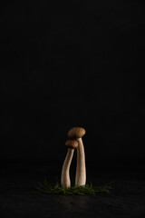 shimeji mushroom couple leaning together in embrace