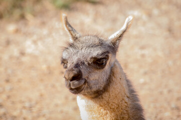 Obraz premium Retrato de una llama.