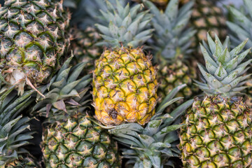 Many ripe pineapples. Tropical fruit to make juice