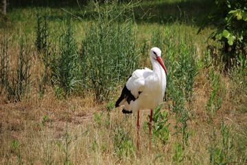 White stork (Ciconia ciconia) in a field