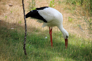 White stork (Ciconia ciconia) in a field
