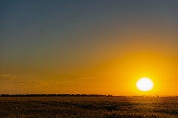 Beautiful evening sunset over a field of Golden ears of wheat and barley. Yellow is the rich color of the Sunny sky and wide spacious meadows with crops