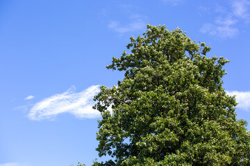 Foilage in the summertime with blue sky