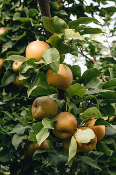 Golden apples on an apple tree