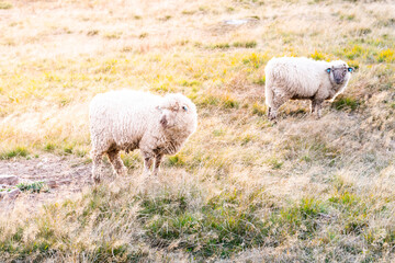Two sheeps on a pasture. Mountain agricultural farming