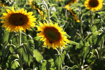 Yellow sunflower in a field on a green background