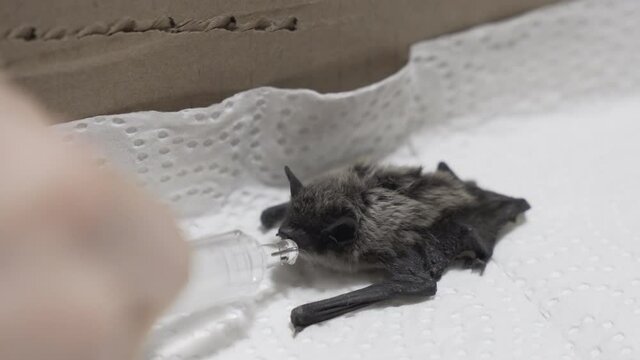 Feeding an injured bat with a siring. Animal rescue.