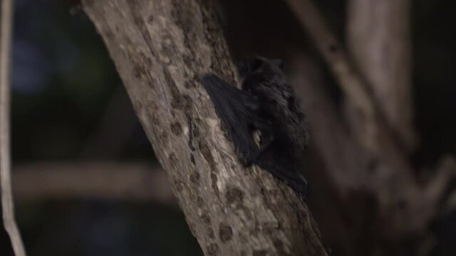 A small bat climbing up on a tree at night.