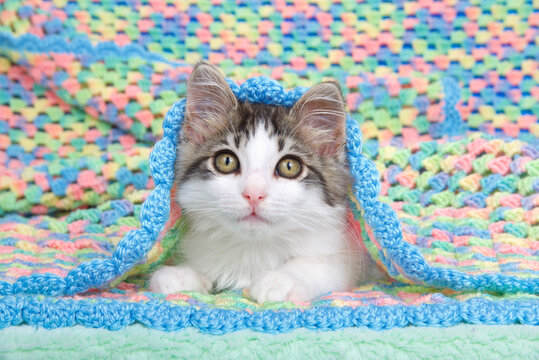 Portrait of a gray and white tabby kitten laying inside a handmade crochet multicolored baby blanket looking directly at viewer.