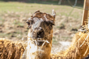 Retrato de una llama comiendo tranquilamente.