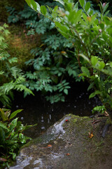 Obraz na płótnie Canvas 雨の日本庭園の草木