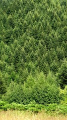 Green dense coniferous forest. 