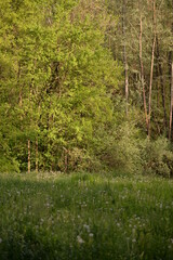 meadow in the forest. spring garden at sunset