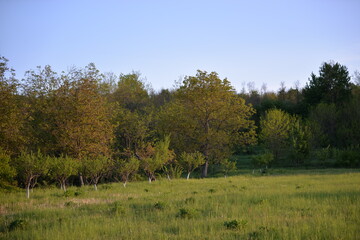 meadow in the forest. spring garden at sunset
