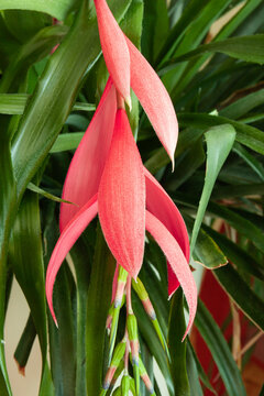 close-up photo of Billbergia nutans a beautiful flower on a natural background