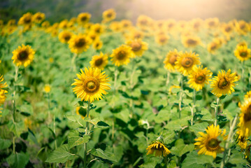 field of sunflowers