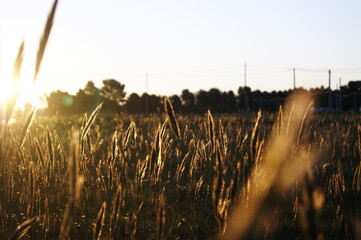 wheat field at sunset