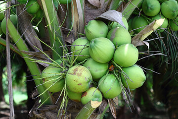 coconuts on the coconut tree. for background or can place text in the picture.