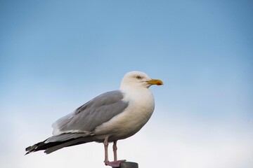 Fototapeta na wymiar Seagull against a blue su,mmer sky 