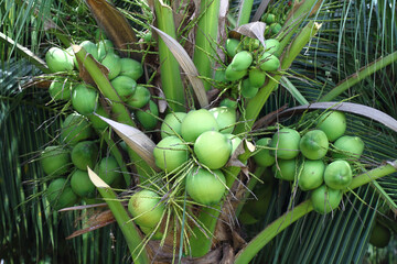 coconuts on the coconut tree. for background or can place text in the picture.