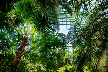 Fototapeta na wymiar view on plants in the palm greenhouse