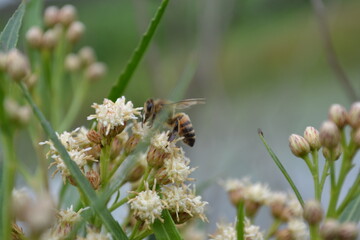 abeja