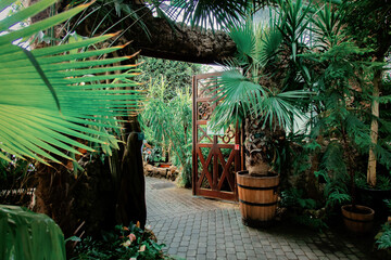 view on plants in alley in the palm greenhouse - obrazy, fototapety, plakaty