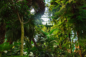 view on plants in the palm greenhouse