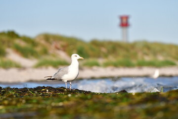 Möwe am Strand 