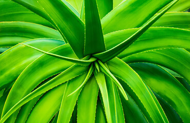 closeup view at the texture of the aloe plant