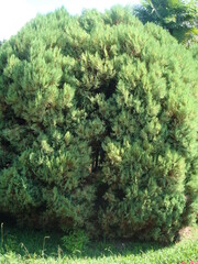 green pine tree