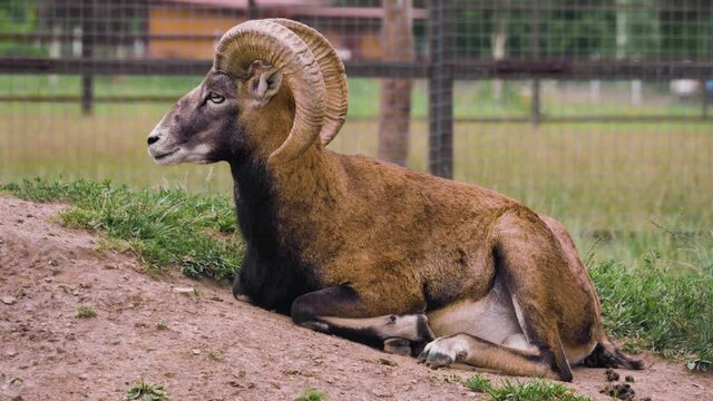 Beautiful mouflon lying on the ground in the corral
