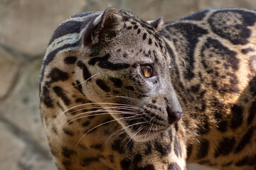 Clouded leopard