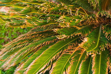 fresh palm tree leafs closeup under summer season sun