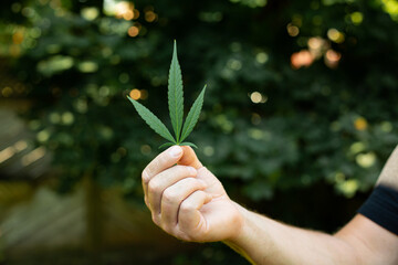 A man hand holding a cannabis leaf grown legally in backyard garden in Canada.