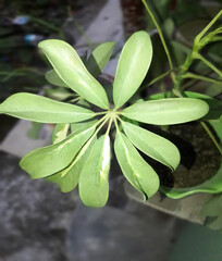 
beautiful green plant with green leaf with rain drop water