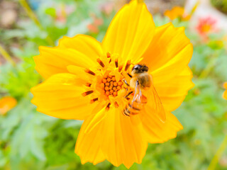 bee on yellow flower