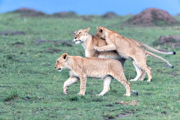 Mother lioness with two older cubs, walking through the green grass of the Masai Mara, Kenya, at dusk. Focus on front cub with playful cub jumping on the mother in the background.