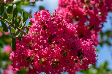Lagerstroemia indica in blossom. Beautiful pink flowers on Сrape myrtle tree on blurred green...