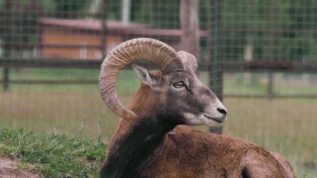 Beautiful mouflon lying on the ground in the corral