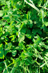 Natural background of green grass on a sunny day, Fresh succulent photography of nature for eco style background and wallpaper. Stock photo with empty space for text and design