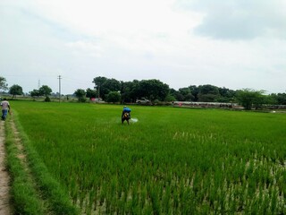 man walking in the field