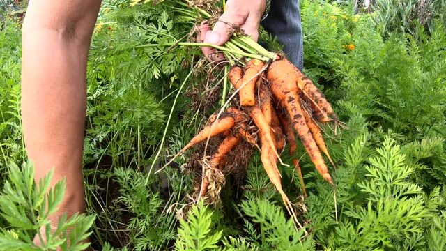 Karottenernte im Hausgarten, Selbstversorgung