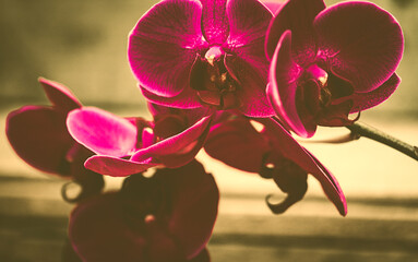 Orchidee violett romantisch